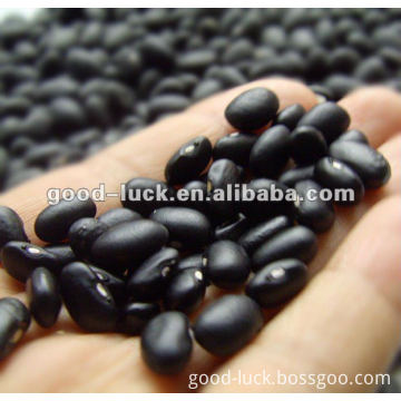 China Origin Black Kidney Beans